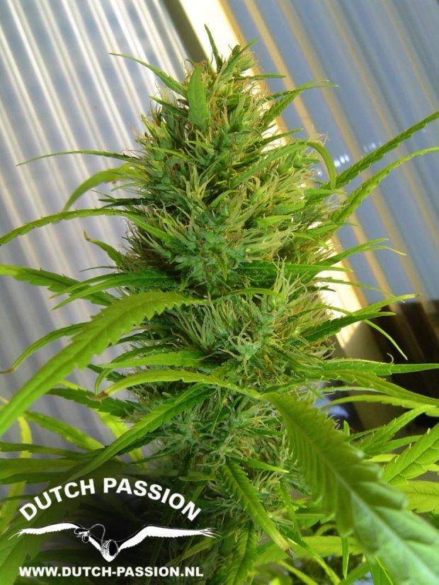 Passion 1 - feminizovaná semínka 3 ks Dutch Passion