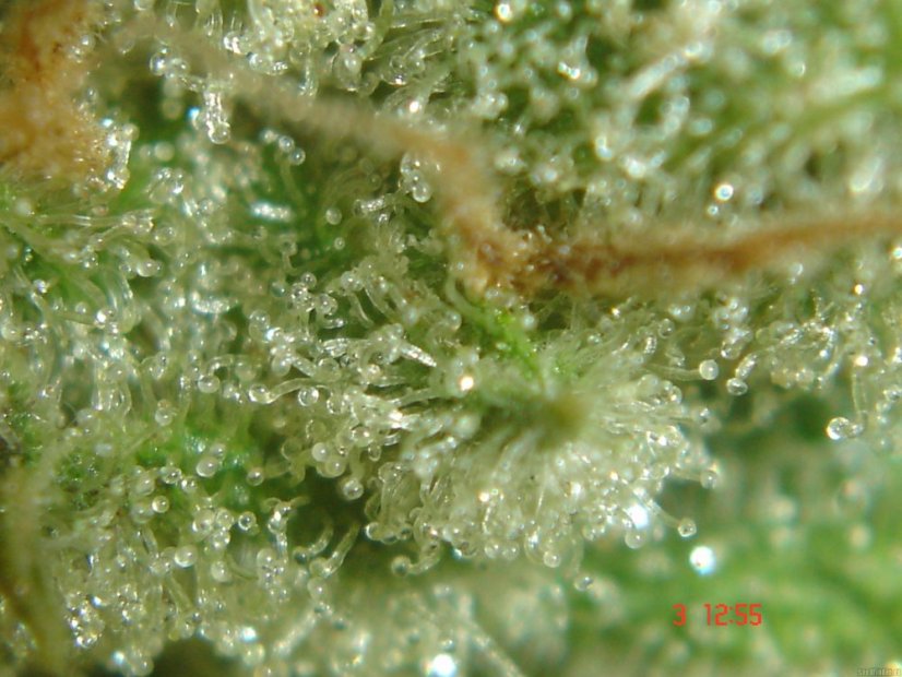 Black Domina - semințe 10 buc standardizate Sensi Seeds