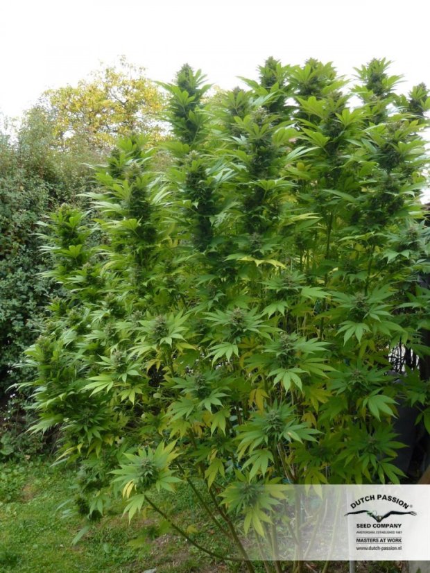 Durban Poison 3 ks (feminizované semená) Dutch Passion