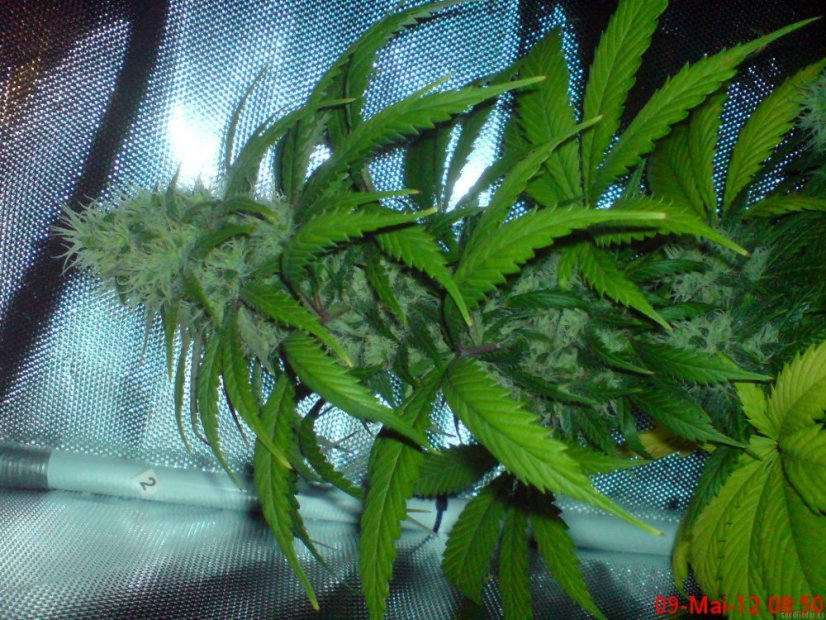 Blue Cheese - feminisierte Samen 5 Stück Barney's Farm