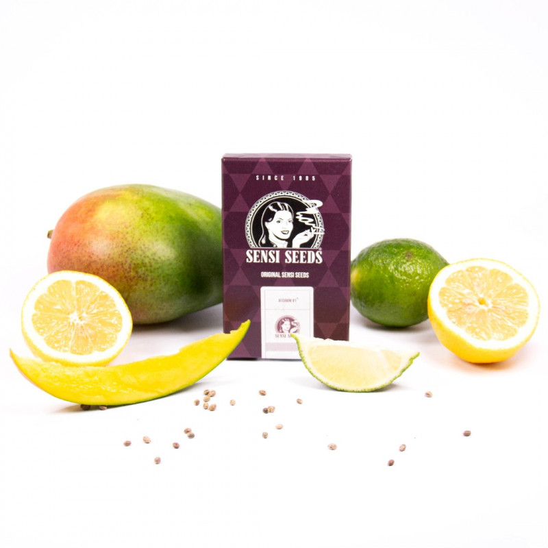 Afghani 1 - feminisierte Samen 5 Stück, Sensi Seeds