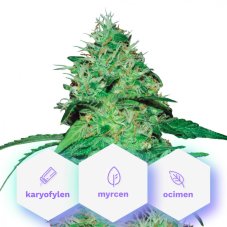 Johana CBD - Cannapio Premium Gefeminiseerde Zaden 10 stuks