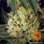 Glookies - feminisierte Marihuana Samen 3 Stück Barney's Farm