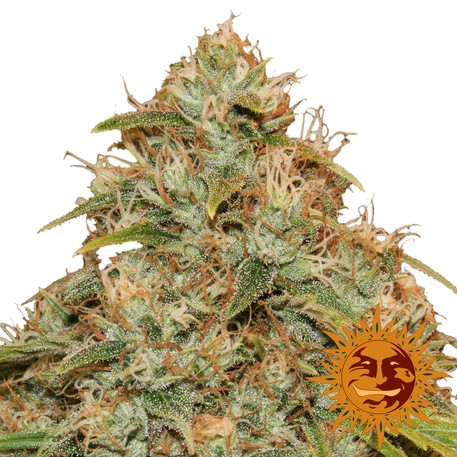 CBD Lemon Potion - 3ks autoflowering semínka Barney´s Farm