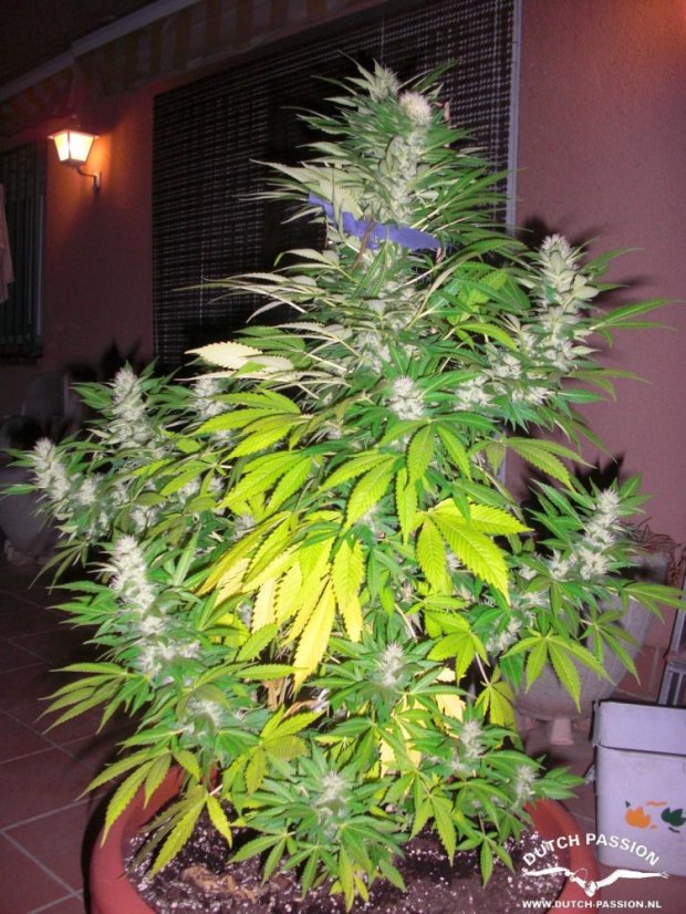 White Widow - standardizovaná semena 10 ks Dutch Passion