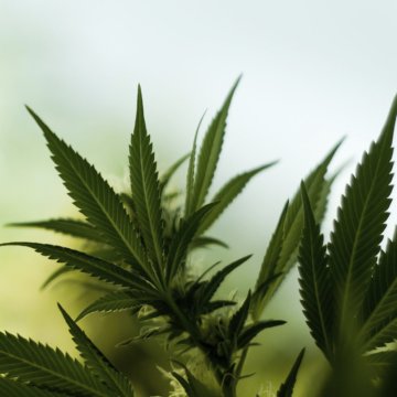 CBD z konope ako liek proti trasiem? (Štúdia liečby tremoru pomocou marihuany)
