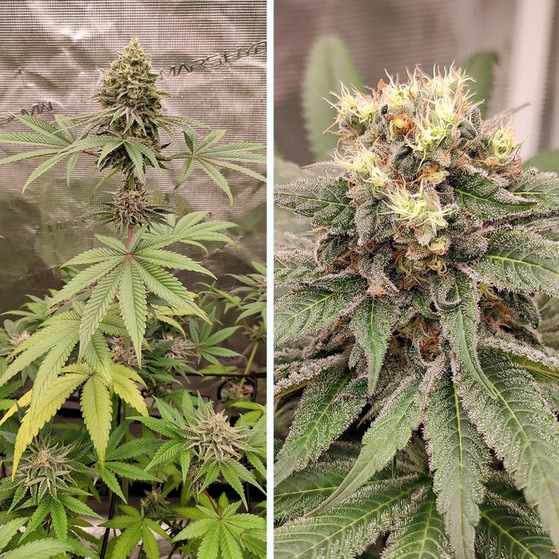 Blue Zushi - feminizovaná semena, 10 ks, Dutch Passion