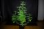 L.A. Peyote Kush - feminizované semienka konope 5 ks, Seedsman