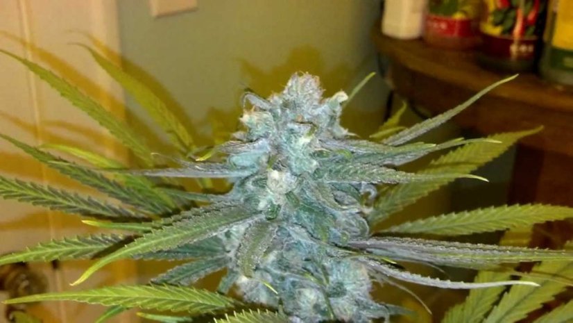 Blue Dream - feminizovaná semínka 3ks Humboldt