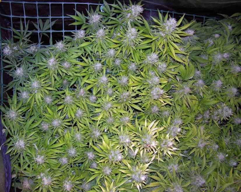 Jack 47 - semințe feminizate 3 buc Sweet Seeds