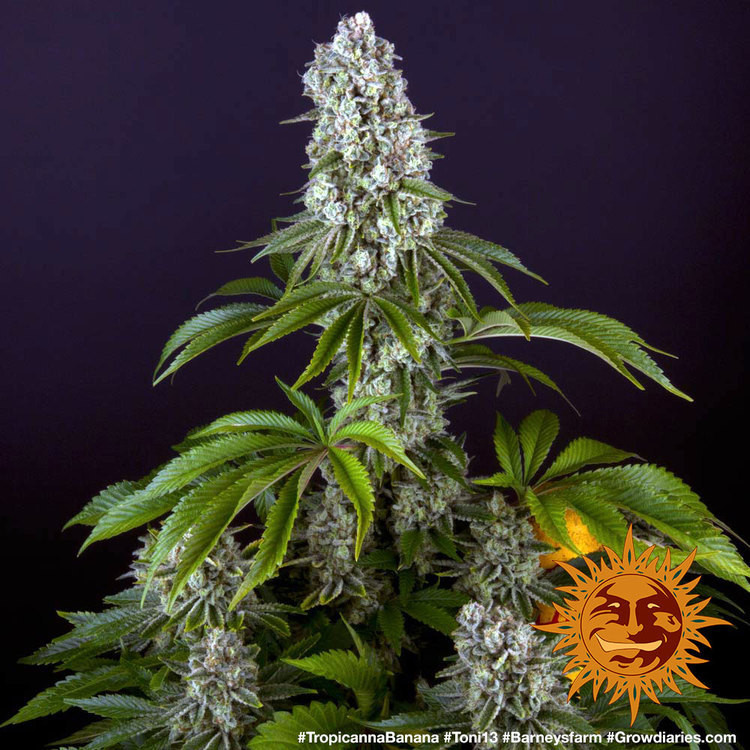 Tropicanna Banana - feminizowane nasiona marihuany 5 szt Barney's Farm