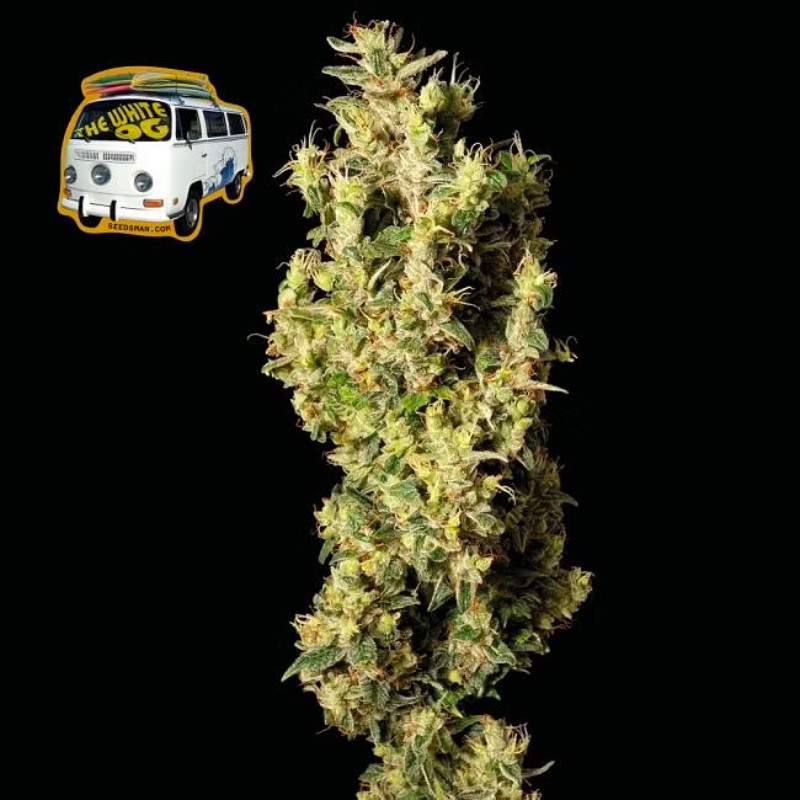 The White OG - feminisierte Hanfsamen 3 Stück, Seedsman