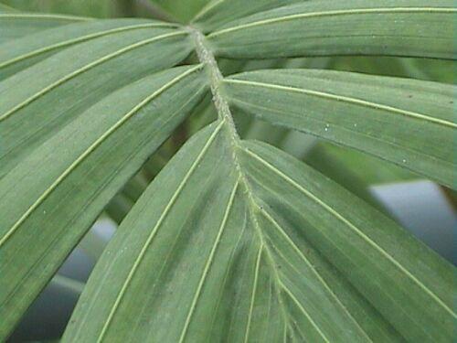 Palma Královská (rostlina: Archontophoenix cunninghamiana) 4 semena