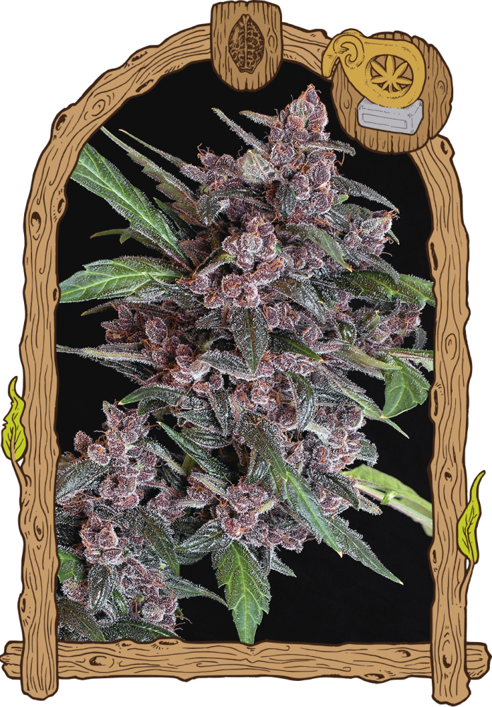 Black Lemon Auto– feminizované samonakvétacie semená , 3 ks, Exotic Seed