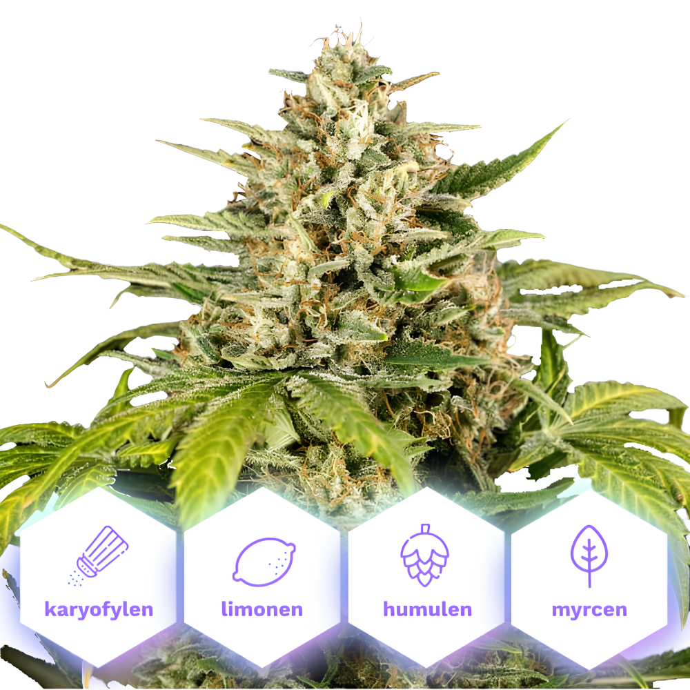 Jungle Gelato Auto - autoflowering semena konopí, 5 ks, Cannapio