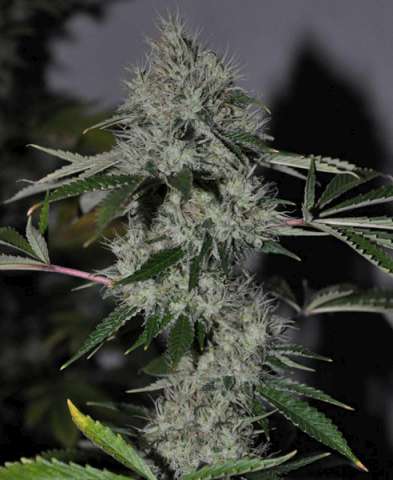Cali Connection Chem 4 OG feminizovaná semena
