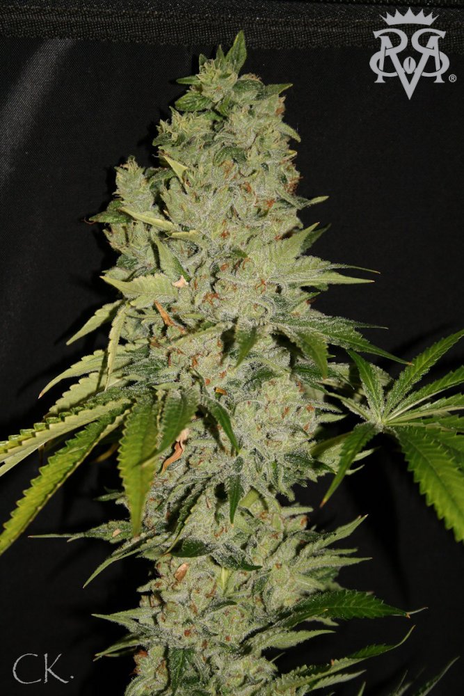 SickMeds Seeds Wonder Kush regulérní semena