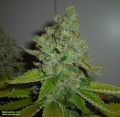 Cali Connection SFV OG Kush feminizovaná semena