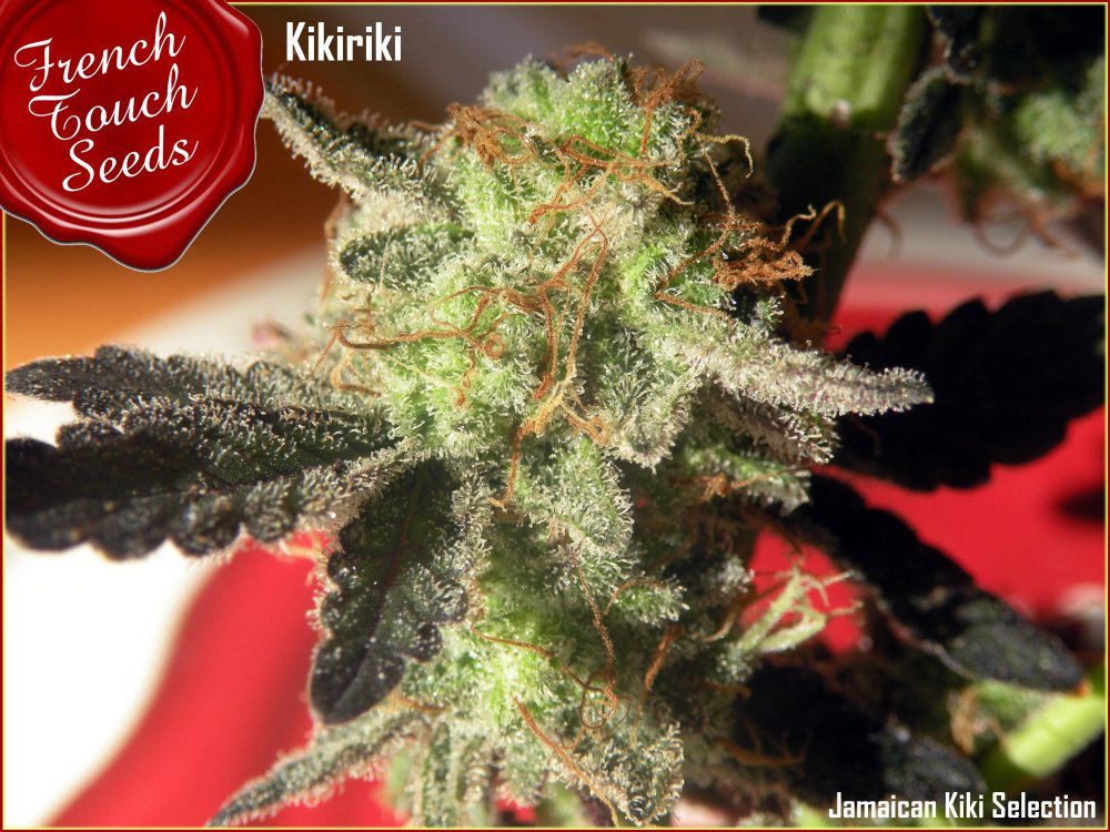 French Touch Seeds Kikiriki regulérní semena