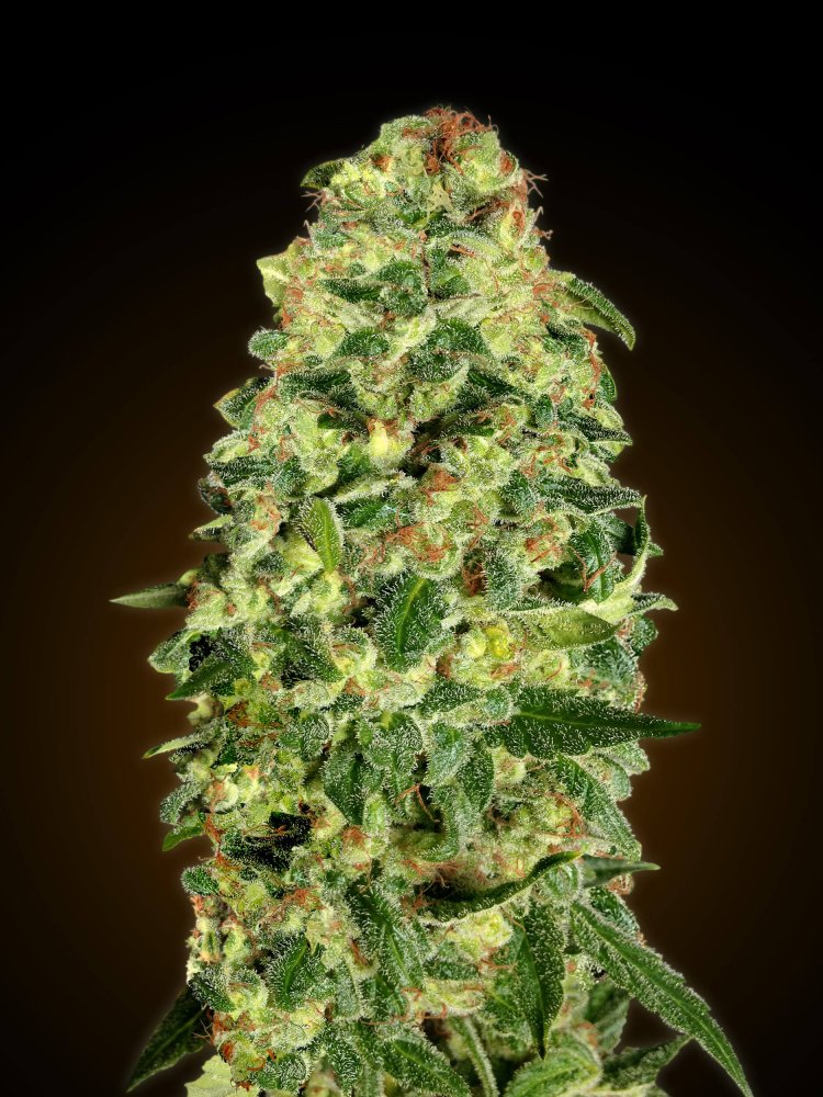 00 Seeds California Kush Auto feminizovaná semena