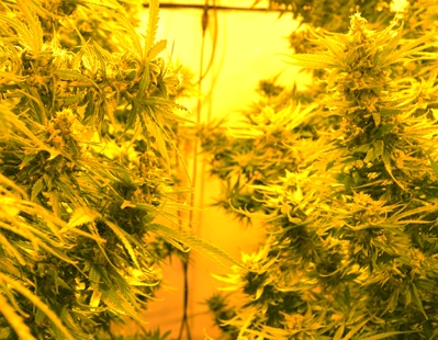 Emerald Triangle Cheesy Headband feminizovaná semena