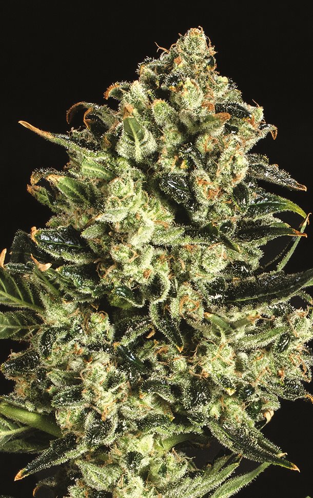 Super CBDx Emerald Jack x SCBDx feminizovaná semena