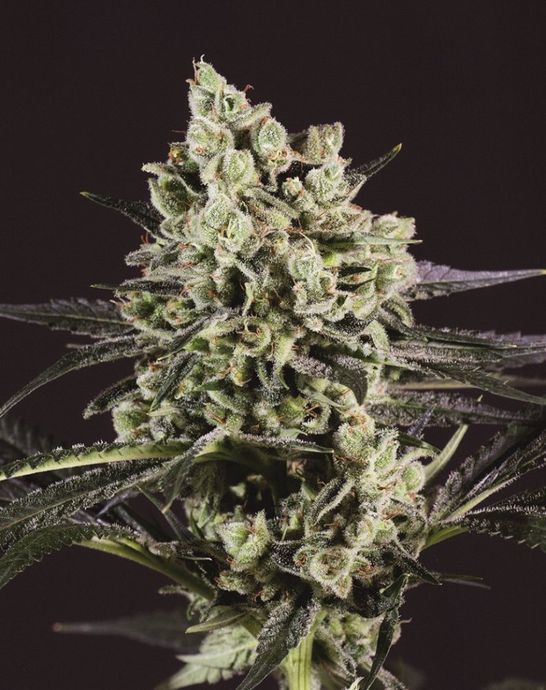 Super CBDx OG Kush x SCBDx feminizovaná semena