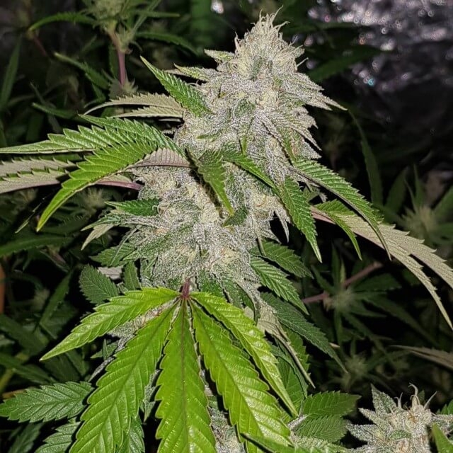 Karma Genetics Cookie Crash regulérní semena