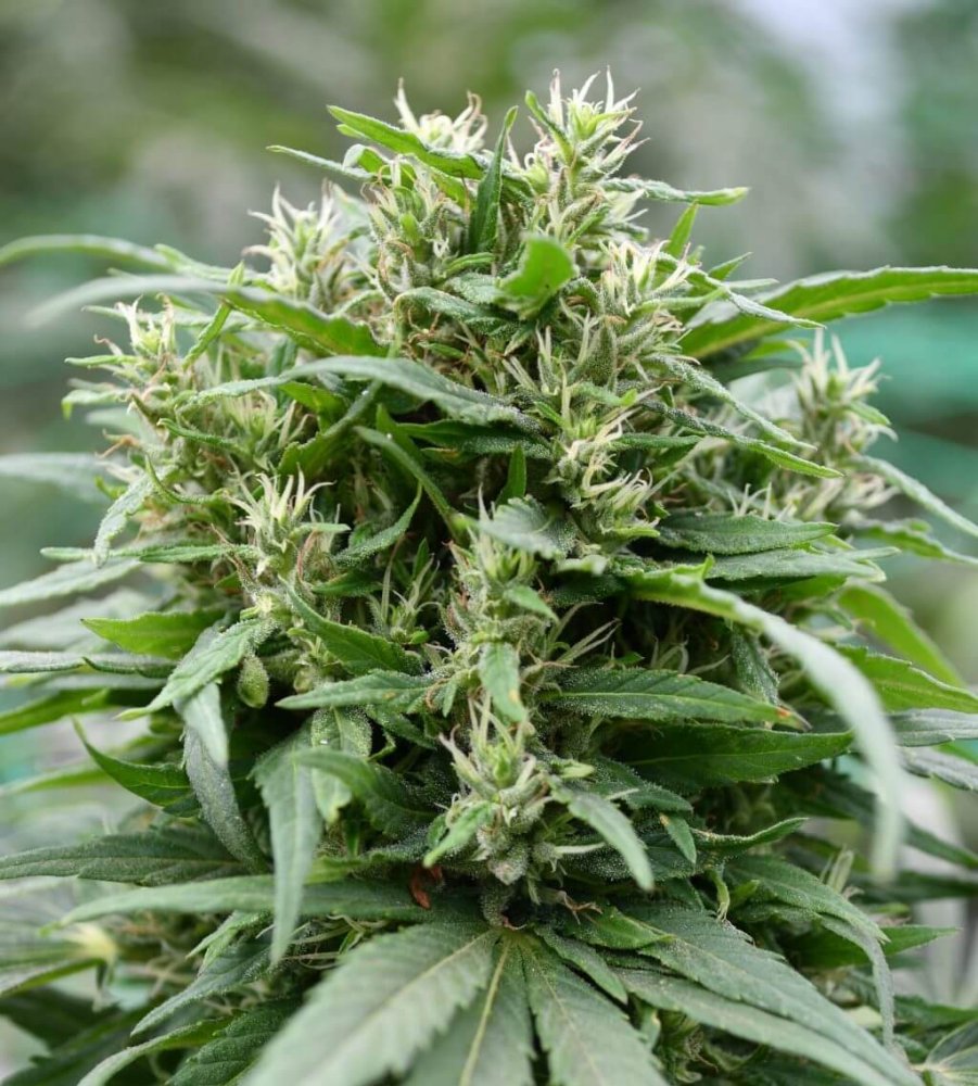 Emerald Triangle Blueberry Gelato feminizovaná semena