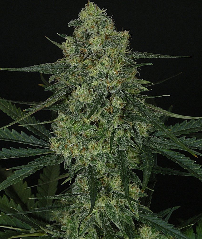 Ripper Seeds Criminal feminizovaná semena
