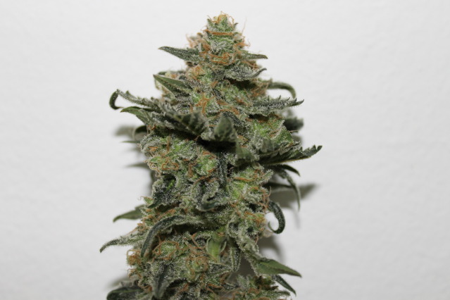 Ripper Seeds Old School feminizovaná semena