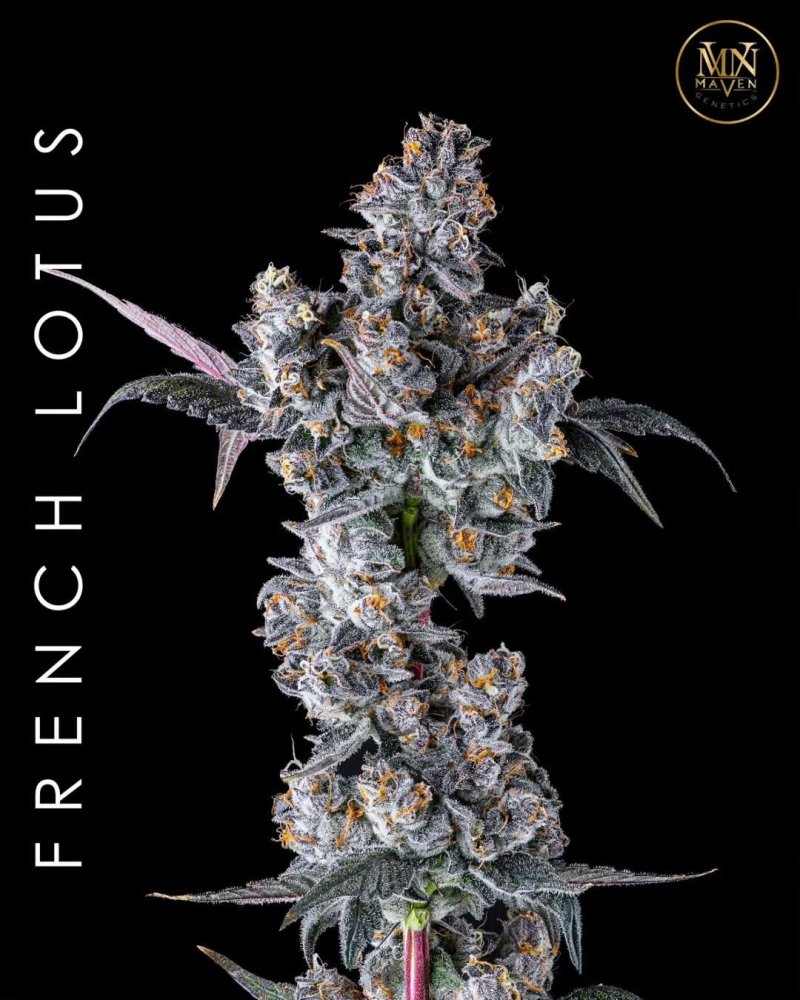 Maven Genetics French Lotus feminizovaná semena, 6 ks