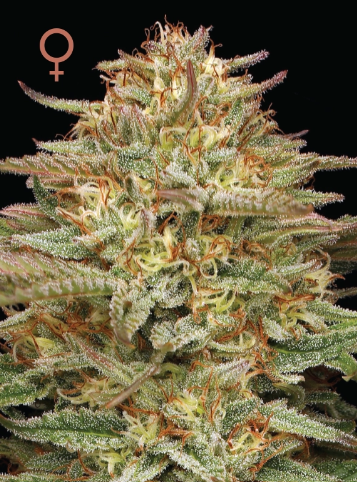 Humboldt Seed Company Orange Creampop feminizovaná semena