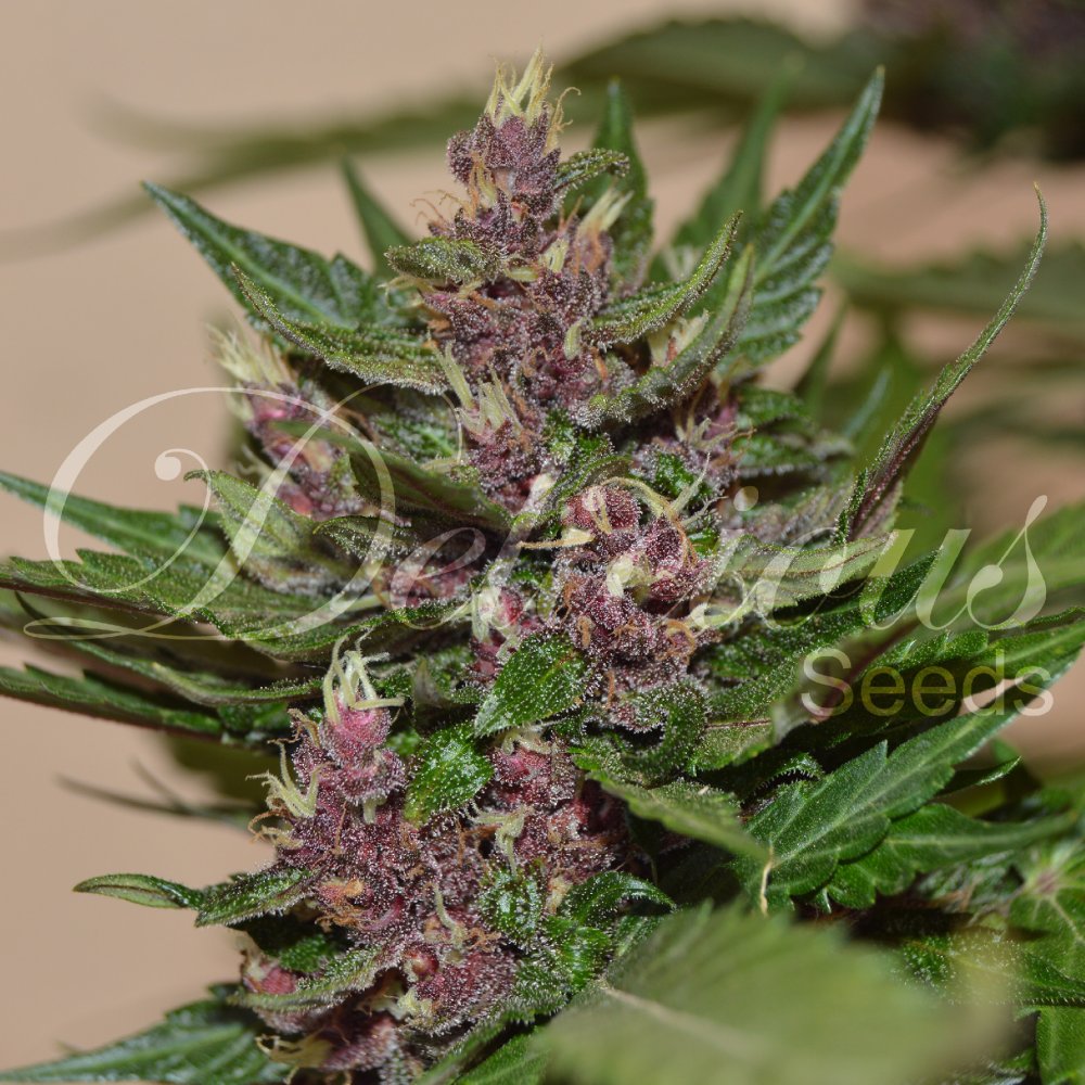 Delicious Seeds Dark Purple Auto samonakvétací semena