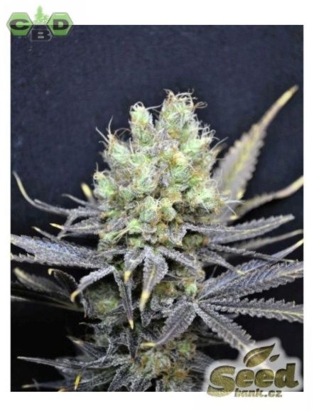 CBD Crew CBD Nordle feminizovaná semena, 5 ks