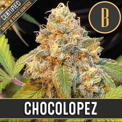 Blimburn Seeds Chocolopez feminizovaná semena, 9 ks