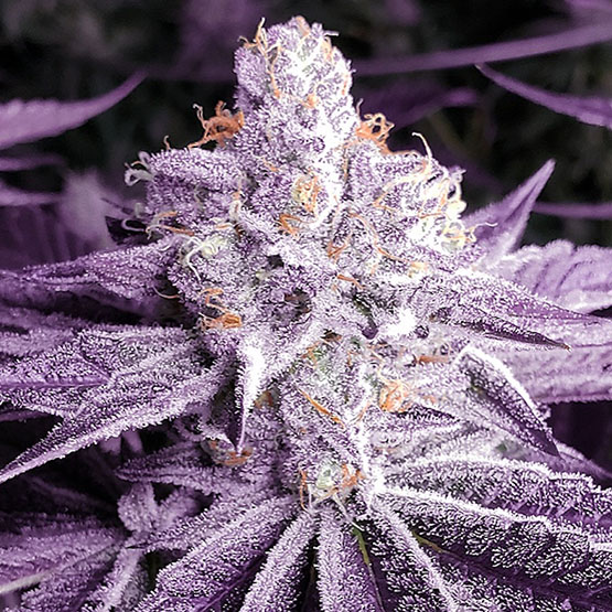 Ethos Genetics Lilac OG Bx1 regulérní semena
