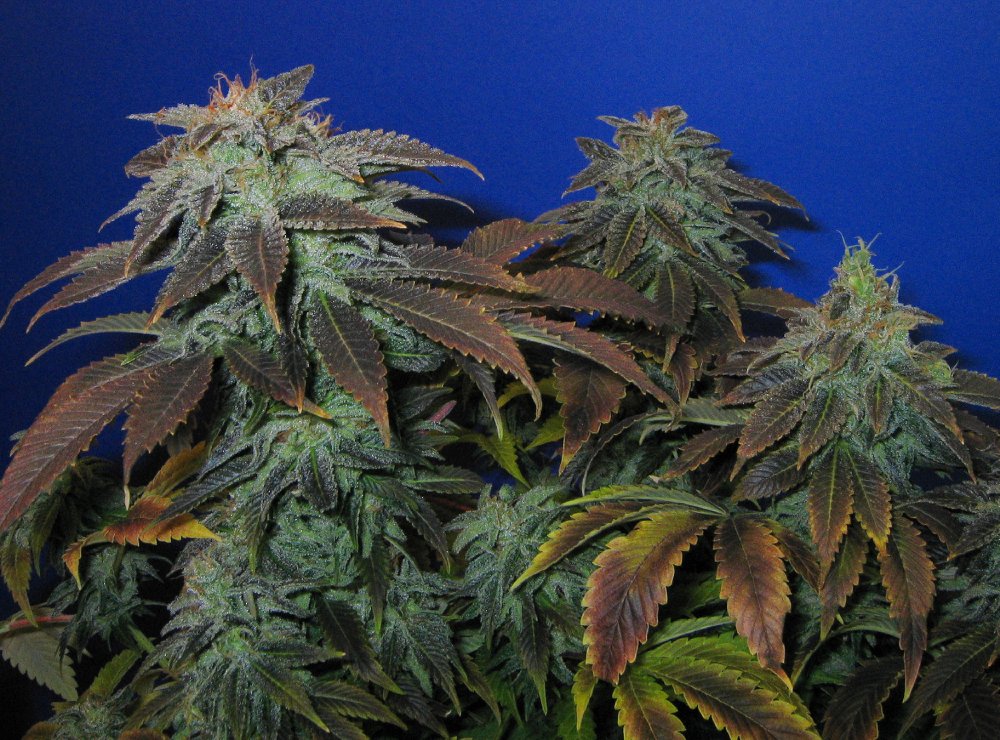 T.H. Seeds Heavy Duty Fruity regulérní semena