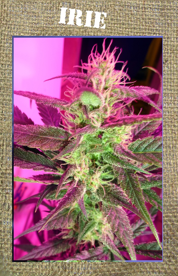 French Touch Seeds Irie regulérní semena