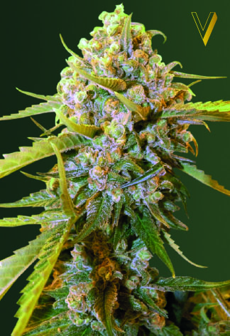 Victory Seeds Biggest Bud feminizovaná semena