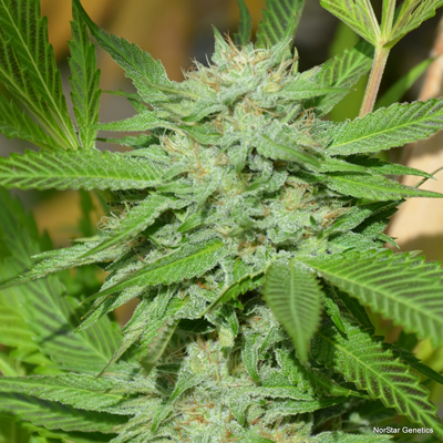 Norstar Genetics Banana D regulérní semena