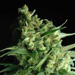 Sagarmatha Seeds Double Bubbleberry feminizovaná semena