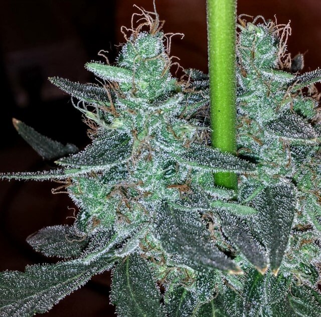 Holy Smoke Seeds Strawberry Bubba Diesel feminizovaná semena