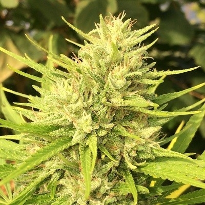 Ace Seeds Malawi x Panama feminizovaná semena