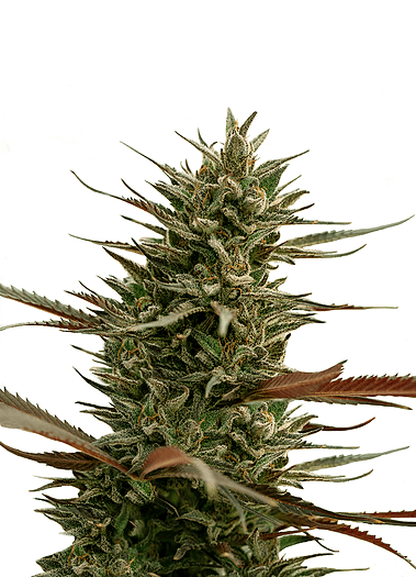 ONE Premium CBD Seeds Green Mango CBD feminizovaná semena