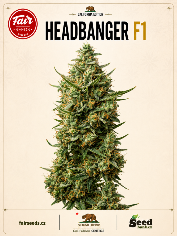 Fair Seeds Headbanger F1 feminizovaná semena