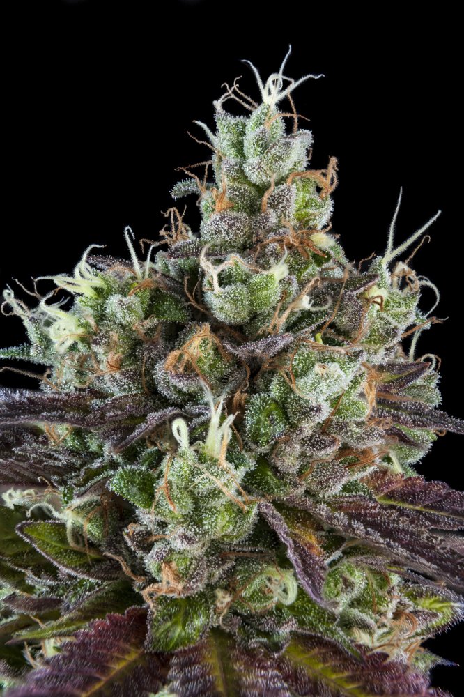 Ripper Seeds Sour Ripper feminizovaná semena