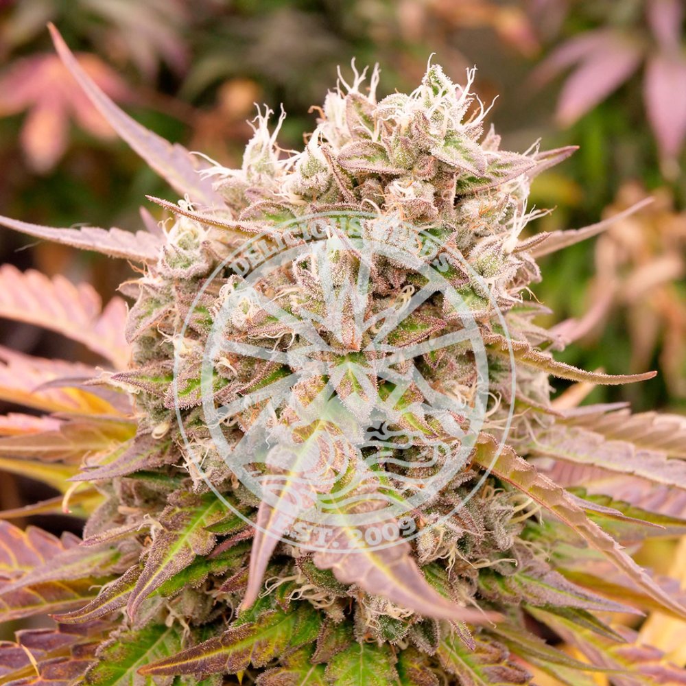 Delicious Seeds Dark Lemonade Auto samonakvétací semena