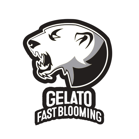 BlimBurn Seeds Gelato Fast Blooming feminizovaná semena
