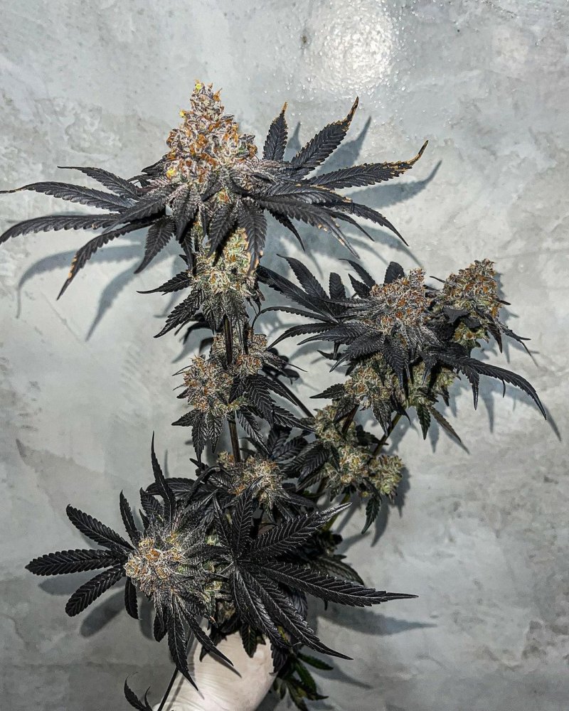 Symbiotic Genetics Miracle Fruit feminizovaná semena